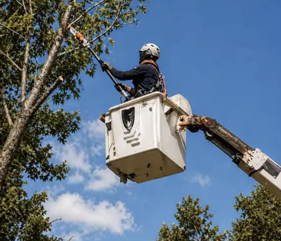 Arborist trimming a tree from a bucket truck