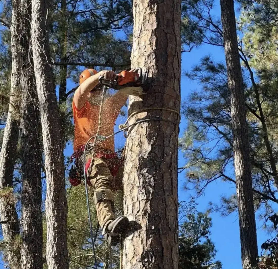 Arborist climbing and cutting a tall pine